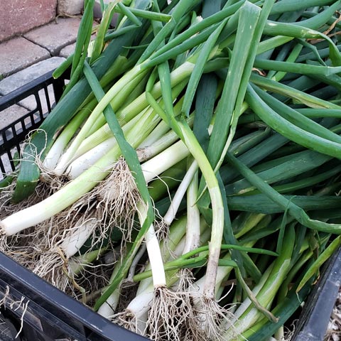 green-onions