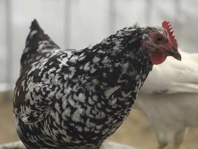 csa-peppers-tomatoes-in-squash-field.