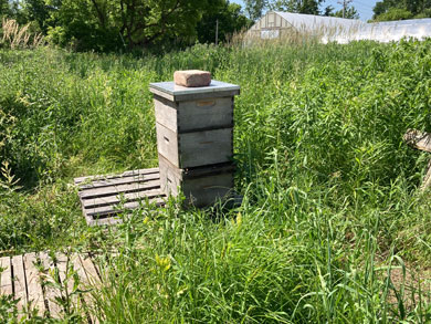csa-peppers-tomatoes-in-squash-field.