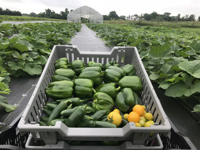 csa-peppers-tomatoes-in-squash-field.