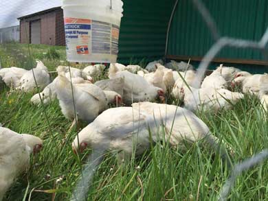 meat-chickens-grazing